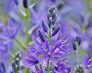 Images Dated 13th May 2017: Camas close-up in field, Fort Rodd Hill, Victoria, British Columbia, Canada