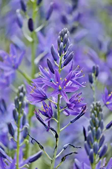 Victoria Prints: Camas close-up in field, Fort Rodd Hill, Victoria, British Columbia, Canada