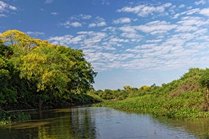 Mato Grosso Prints: Cambara Tree in full bloom along small waterway