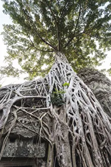 Cambodia, Angkor. Ta Prohm tree