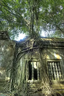 Images Dated 3rd December 2008: Cambodia, Angkor Wat. Tree grows over ruins of Beng Melea Temple