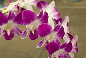 Cambodia, Phnom Penh, Royal Palace, Orchids