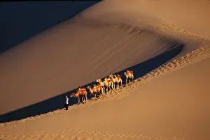 Gansu Province Prints: Camel caravan on the desert, Dunhuang, Gansu Province, Silk Road, China