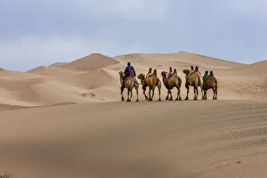 Creature Prints: Camel Caravan in the Dunes. Gobi Desert. Mongolia