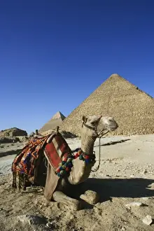 Images Dated 26th January 2006: Camel in front of Cheops, The Great Pyramid and distant Khafre or Chephren