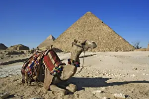 Giza Prints: Camel in front of Cheops, The Great Pyramid and distant Khafre or Chephren