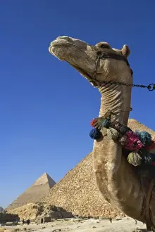 Images Dated 26th January 2006: Camel in front of Cheops, The Great Pyramid and distant Khafre or Chephren, Giza, Egypt