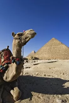 Images Dated 26th January 2006: Camel in front of Cheops, The Great Pyramid and Khafre or Chephren