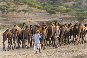 Fair Prints: Camel Fair, Pushkar, Rajasthan State, India