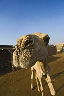 Camel market, Cairo, Egypt