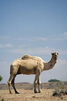 Camel near Stuart Highway, Outback, Northern Terrtory, Australia