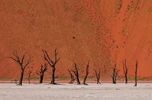 Graphic Prints: Camel thorn trees against red sand dunes in the Sossusvlei
