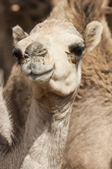 Images Dated 11th May 2012: Camels at the Camel market in Al Ain near Dubai, United Arab Emirates (UAE)