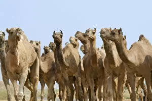 Camels in the desert, Pushkar, Rajasthan, India