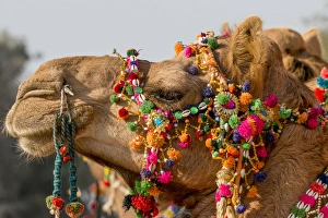 Images Dated 1st February 2015: Camels (dromedary) decorated for festival. Desert festival. Jaisalmer. Rajasthan. India