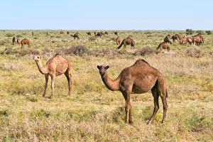 Kazakhstan Prints: Camels on the grassland, Shymkent, Kazakhstan