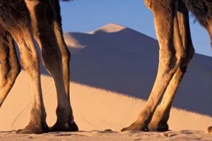 Hoof Prints: Camels legs with