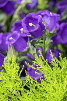 Campanula, Canterbury-Bells, USA
