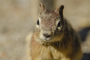 Squirrel Prints: Campground Beggar, Golden Mantled Ground Squirrel