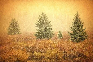 Images Dated 23rd September 2005: Canada. Abstract of evergreen trees in snow