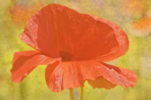 Canada. Abstract of poppy flower. Credit as: Mike Grandmaison / Jaynes Gallery / DanitaDelimont