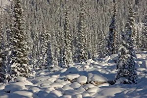 Images Dated 14th December 2009: Canada, Alberta