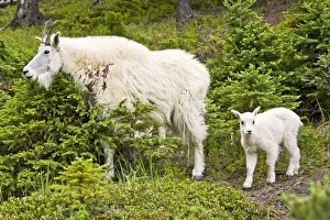 Images Dated 19th June 2008: Canada, Alberta
