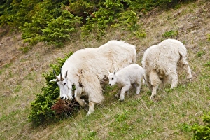 Images Dated 19th June 2008: Canada, Alberta