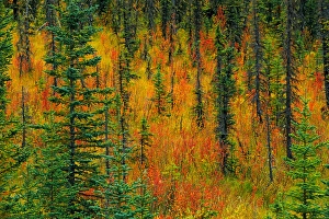 Images Dated 27th January 2014: Canada, Alberta. Autumn in a meadow