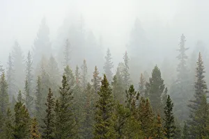 Images Dated 19th March 2019: Canada, Alberta, Banff National Park. Bow Valley forest in fog