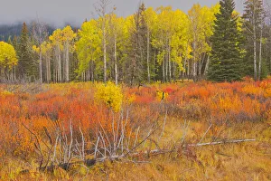 Images Dated 19th March 2019: Canada, Alberta, Banff National Park. Bow Valley in autumn colors