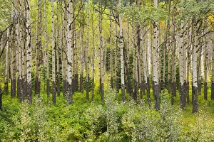 Images Dated 23rd March 2020: Canada, Alberta, Banff National Park. Trembling aspen tree forest