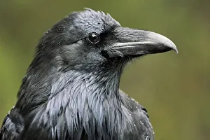 Images Dated 19th March 2019: Canada, Alberta, Banff National Park. Common raven close-up
