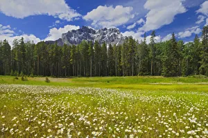 Images Dated 18th April 2020: Canada, Alberta, Banff National Park. Landscape with field of common daisies