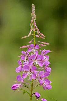 Images Dated 18th April 2020: Canada, Alberta, Banff National Park. Pink fireweed flowers close-up