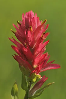 Images Dated 5th November 2020: Canada, Alberta, Banff National Park. Indian paintbrush flower close-up
