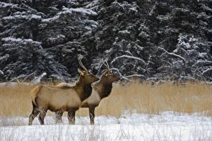 Images Dated 21st April 2020: Canada, Alberta, Banff National Park. Female elks in snowy field