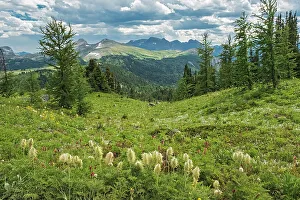 Prints of Canada, Alberta, Banff National Park. Mountain landscape and western anemone plants in Banff Sunshine Meadows Images Dated 2022 December: Canada, Alberta, Banff National Park