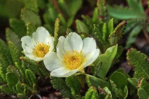 Prints of Canada, Alberta, Banff National Park. Mountain aven flowers in Sunshine Meadows Images Dated 2022 December: Canada, Alberta, Banff National Park. Mountain aven flowers in Sunshine Meadows