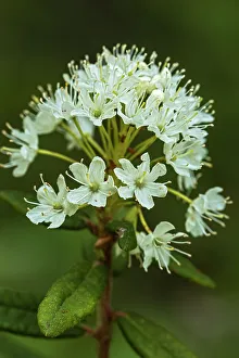 Prints of Canada, Alberta, Banff National Park. Bog Labrador tea plant flowers in Sunshine Meadows Images Dated 2022 December: Canada, Alberta, Banff National Park. Bog Labrador tea plant flowers in Sunshine Meadows