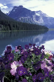 Images Dated 12th May 2004: Canada, Alberta, Banff National Park. Pansies and Emerald Lake