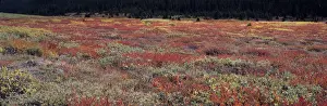Icefield Prints: Canada, Alberta, Banff NP. Fall color in the huckleberry patches near the Columbia
