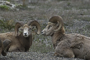 Images Dated 9th June 2007: Canada: Alberta, Columbia Icefields Parkway, big-horn sheep (in a herd of 13)