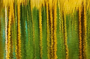Canada, Alberta, Elk Island National Park. Aspen trees reflected in a pond. Credit as