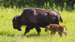 Images Dated 2021: Canada, Alberta. A female Bison leads her calf along the sunny grass on the Alaska