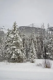 Images Dated 8th December 2008: Canada, Alberta, Icefields Parkway. Jasper National Park in winter. Scenic highway