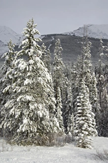 Images Dated 8th December 2008: Canada, Alberta, Icefields Parkway. Jasper National Park in winter. Scenic highway