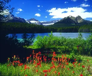 Reflecting Prints: Canada; Alberta; Indian Paintbrush Wildflowers in Banff National Park