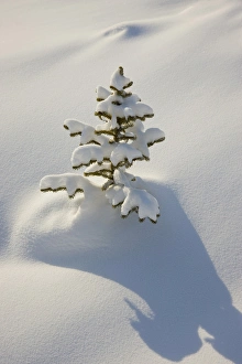 Images Dated 14th December 2009: Canada, Alberta, Jasper National Park. A young tree covered with fresh coating of snow