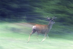 Images Dated 30th December 2015: Canada, Alberta, Jasper National Park. Mule deer running